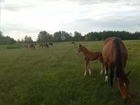 Kobyła, Trakehner — zdjęcie 5