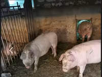 Eber, Schweine — Foto 3