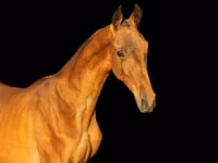 Koń, Akhal-Teke — zdjęcie 1