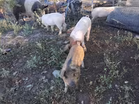 Boar, Pigs — photo 4