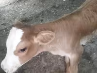 Cow, Swiss cattle — photo 4