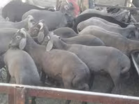 Widder, Arabi sheep — Foto 1