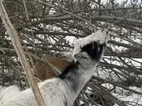 Koza, Alpine goat — zdjęcie 5