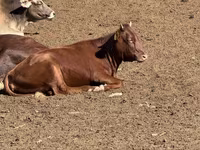 गाय, Latvian Blue cattle — फ़ोटो 3