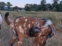 Kozioł, Nubian Goat — zdjęcie 3