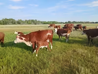 Krowa, Latvian Blue cattle — zdjęcie 4