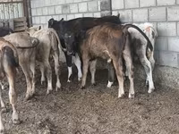Byk, Aberdeńsko-anguska — zdjęcie 5