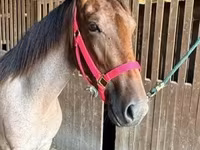 Kobyła, Rocky Mountain Horse — zdjęcie 3