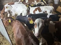 Byk, Simmental cattle — zdjęcie 3