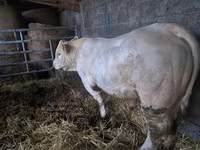 Bulle, Charolais cattle — Foto 2