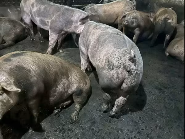 Locha, Świnie