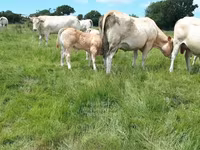 सांड, Blonde d’Aquitane cattle — फ़ोटो 4