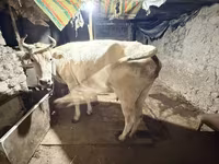 Cow, Ukrainian Brown Dairy Cattle — photo 2