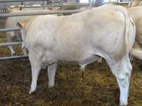 Byk, Blonde d’Aquitane cattle — zdjęcie 2