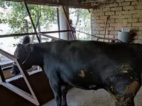 Cow, Cattle — photo 4