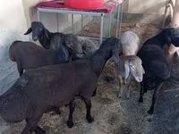 Baran, Owce — zdjęcie 1