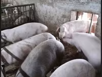 Eber, Schweine — Foto 4