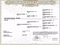 Mare, Quarter Horse — photo 4