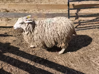 公羊, Sheep — 照片 7