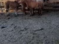 Caballo, Caballos — foto 6