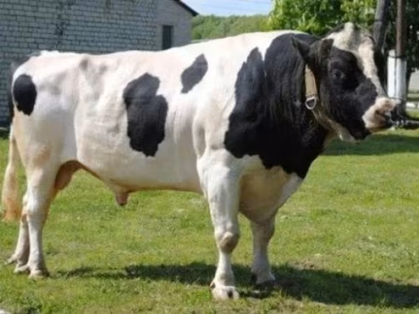 Bull, Holstein breed