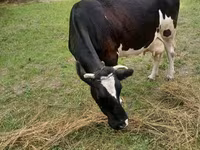 母牛, Holstein breed — 照片 2