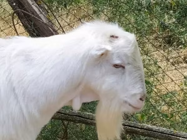 बकरा, LaMancha goats