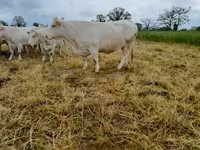 Krowa, Charolais cattle — zdjęcie 5