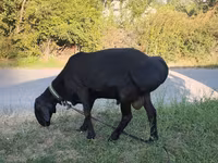 मेढ़ा, Red Karaman sheep — फ़ोटो 1