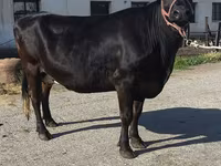 Cow, Holstein breed — photo 7