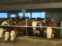Cow, Holstein breed — photo 8