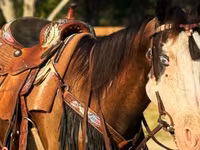 Kobyła, American paint horse — zdjęcie 5
