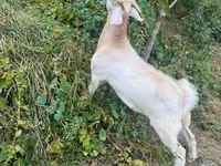 Kozioł, Kozy — zdjęcie 4