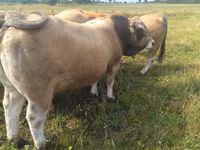 Byk, Aubrac cattle — zdjęcie 3