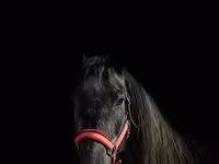Kobyła, American shetland pony — zdjęcie 4