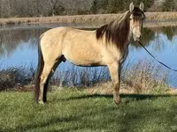Koń, Rocky Mountain Horse — zdjęcie 3