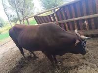 Byk, Bydło — zdjęcie 4