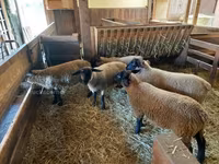 Owca, Baerchuke sheep — zdjęcie 3