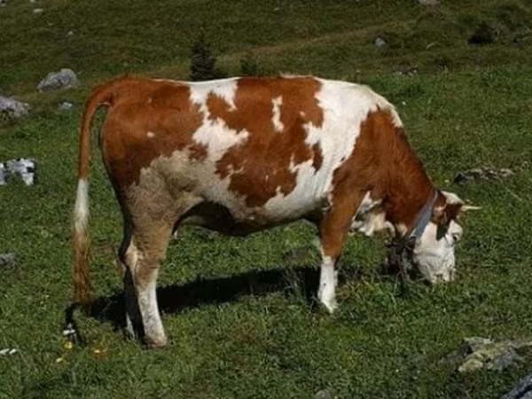 Byk, Simmental cattle — Rosja