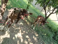 Vaca, Red Estonian cattle — foto 2