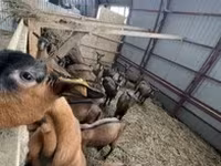 Koza, Alpine goat — zdjęcie 2