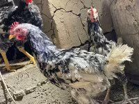 Chickens — zdjęcie 8