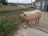 Locha, Świnie — zdjęcie 4