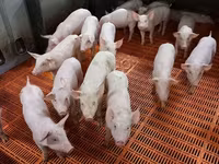 Säue, Schweine — Foto 2