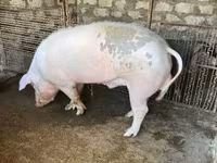नर सूअर, सूअर — फ़ोटो 1