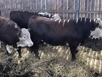 Krowa, Kalmucka rasa — zdjęcie 1