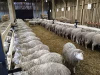 Baran, Kazakh fat-tailed coarsewool sheep — zdjęcie 3