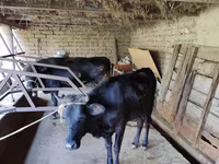 Cow, Cattle — photo 6