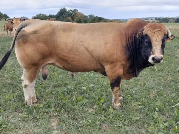 公牛, Partenaise cattle