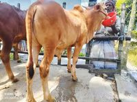 Bull, Cattle — photo 4